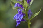 Great blue lobelia